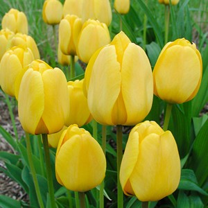 Tulpe "Golden Apeldoorn" 